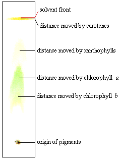 chromatogram of spinach
