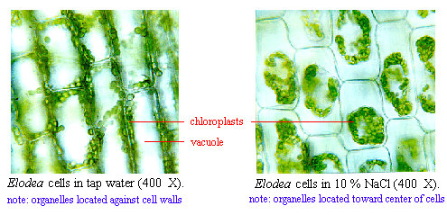 Osmosis In Living Cells Elodea Answers To Questions Explain In Terms Of Water Potential The Observations Made When The Elodea Was Placed In A Salt Solution When The Elodea Was Placed In The Salt Solution The Vacuoles Disappeared And The Protoplasm