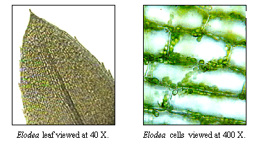elodea leaf cell size